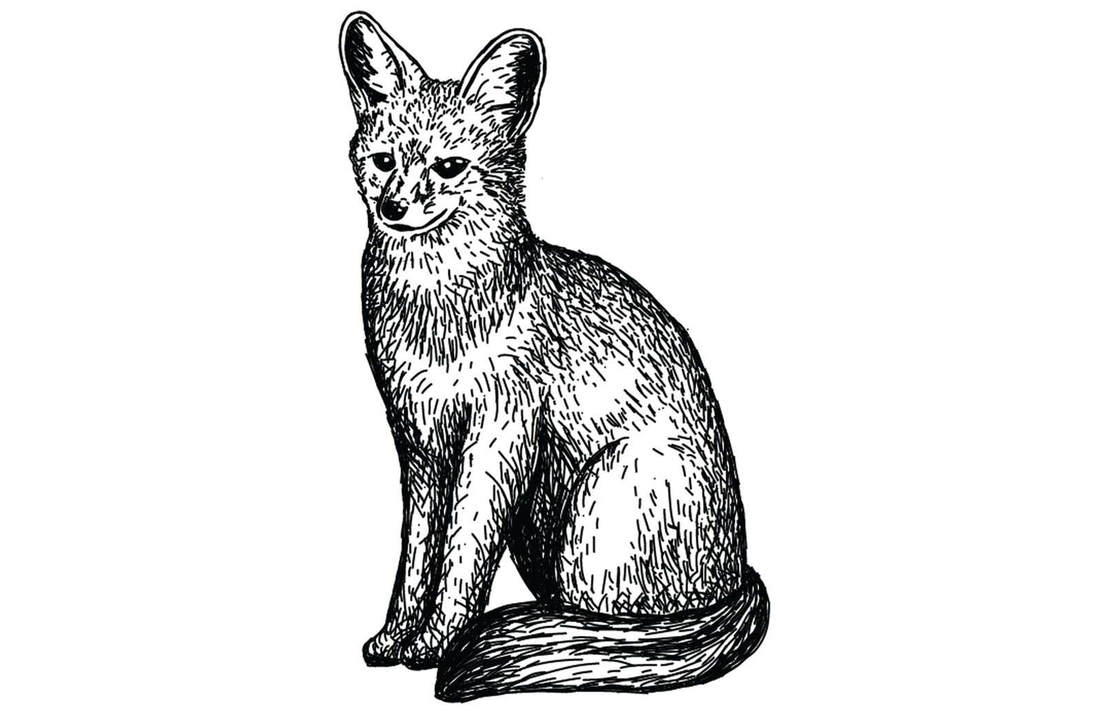 fox hollow co fox only black transparent
